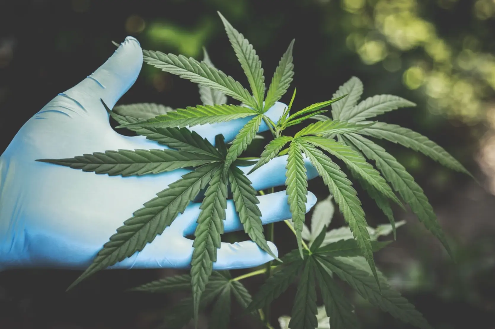 A growing marijuana plant being held by a hand