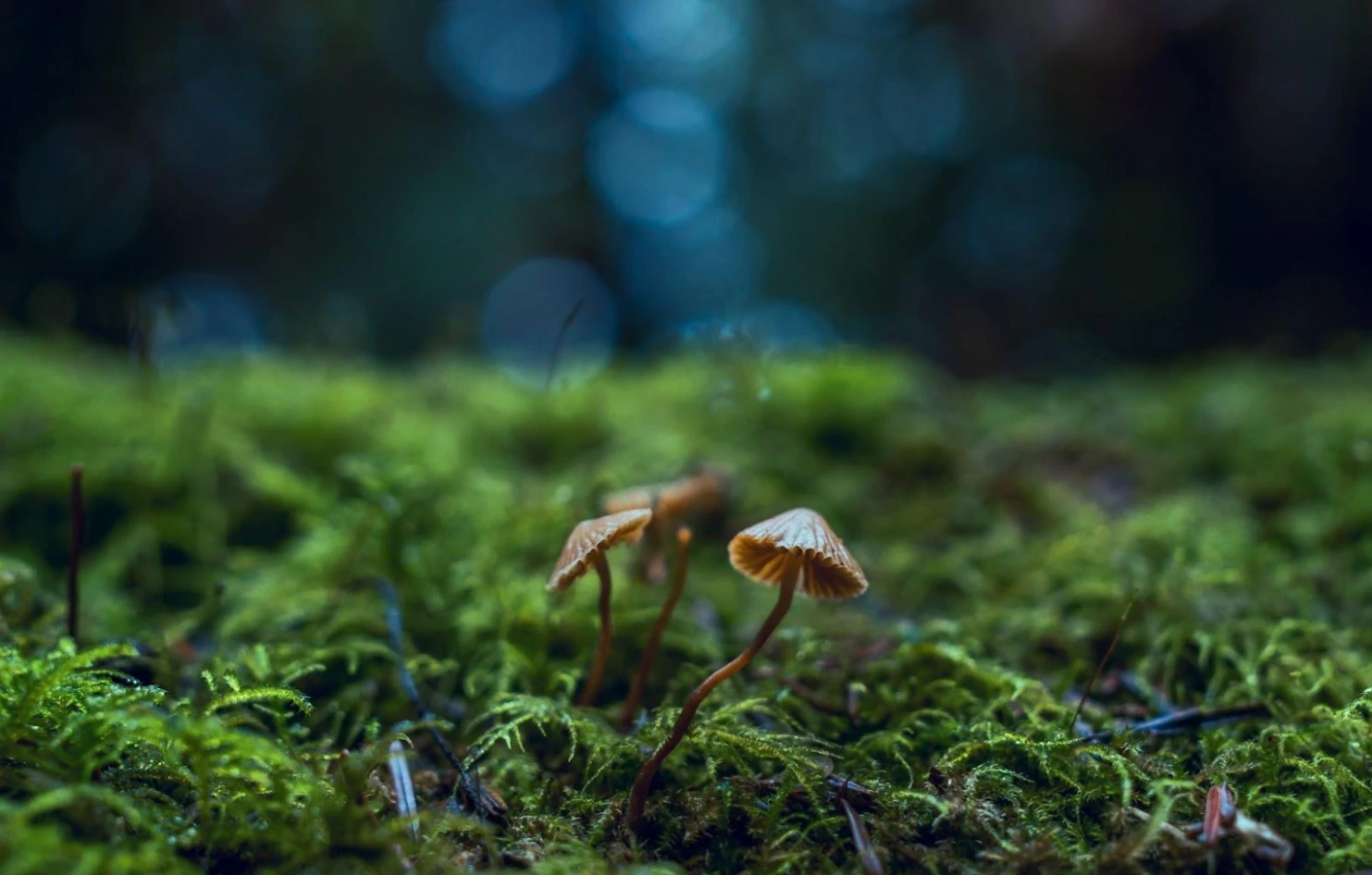 mushrooms growing in the forest